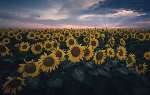 Summer, sunflowers, sunset