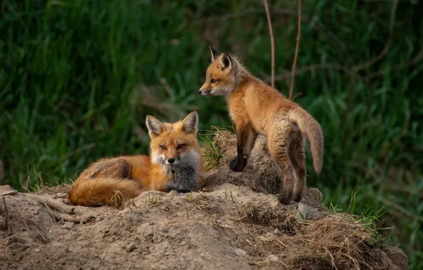 Picture grass, nature, two, Fox, pair, Fox, cub, mom