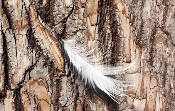 Nature, feather, Log