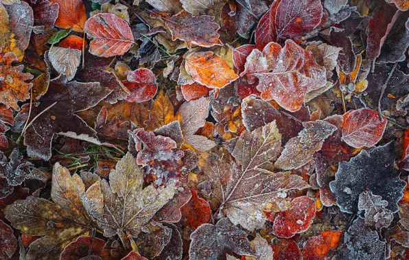 Picture autumn, forest, macro, foliage, frost