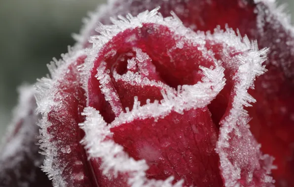 Picture ice, red, rose