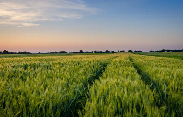 Field, the sky, clouds, rye, horizon, track, track, ears