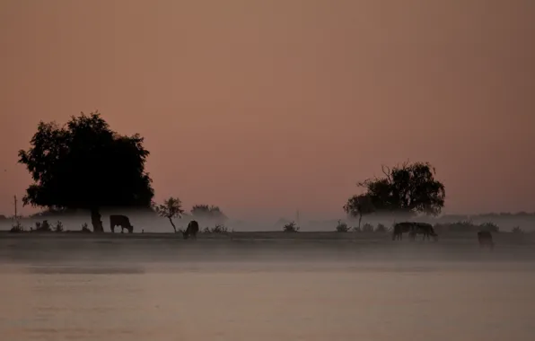 Trees, landscape, fog, river, Sergey Dolya