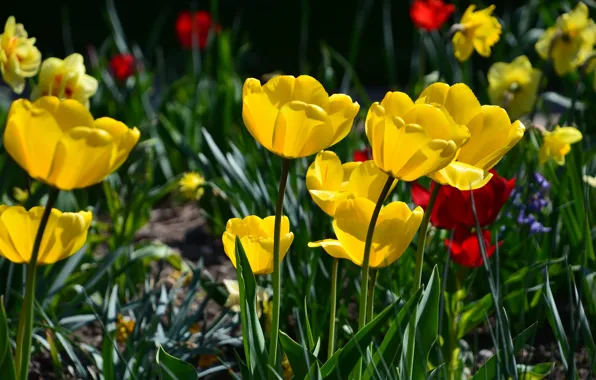 Flowers, yellow, spring, tulips, flowerbed