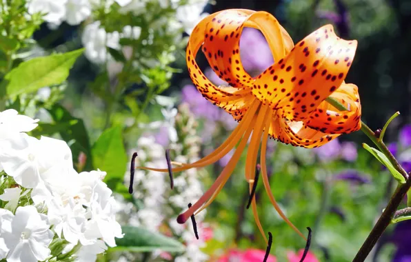 Flower, summer, light, Lily, orange, garden, white, flowerbed