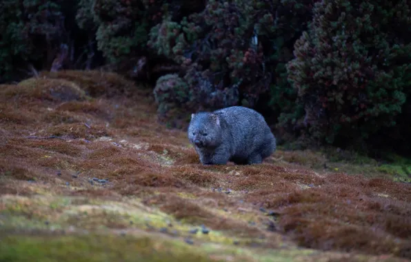 Nature, glade, walk, the bushes, wombat