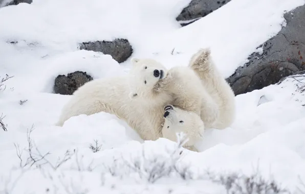 Winter, snow, branches, stones, the game, paws, the snow, bears