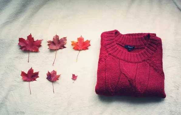 Picture autumn, foliage, sweater
