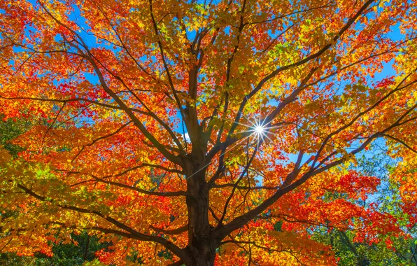 Autumn, forest, the sky, leaves, the sun, rays, tree, trunk
