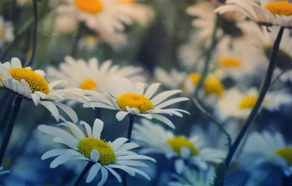 Flowers, background, widescreen, Wallpaper, chamomile, wallpaper, flowers, widescreen
