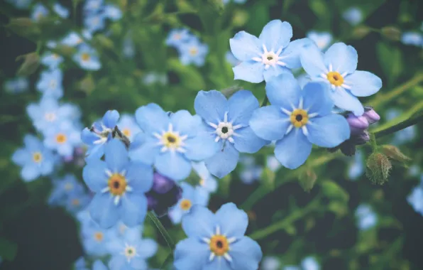 Picture flowers, blue, spring