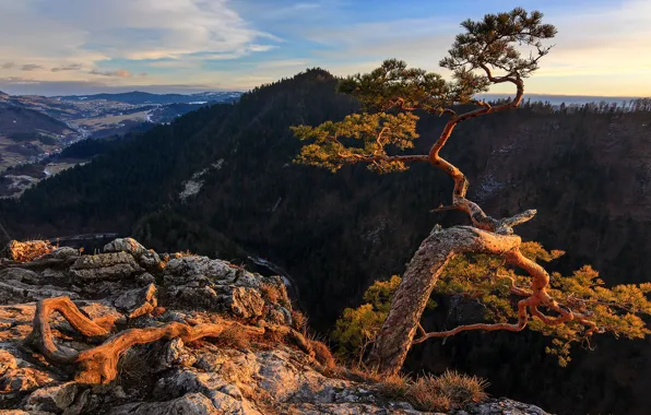 Forest, the sky, clouds, mountains, branches, roots, blue, stones