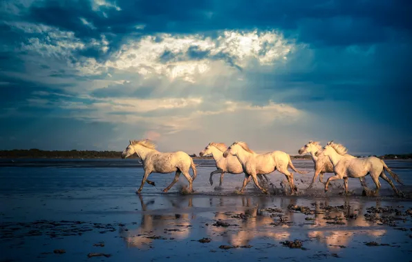 The sky, clouds, light, blue, shore, horses, horse, running