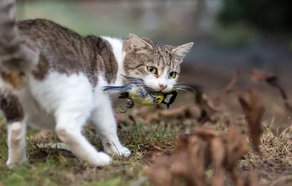 Picture Cat, Cat, Bird, Predator, Mining, Tit