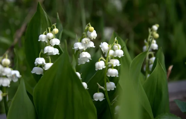 Picture leaves, white, lilies of the valley