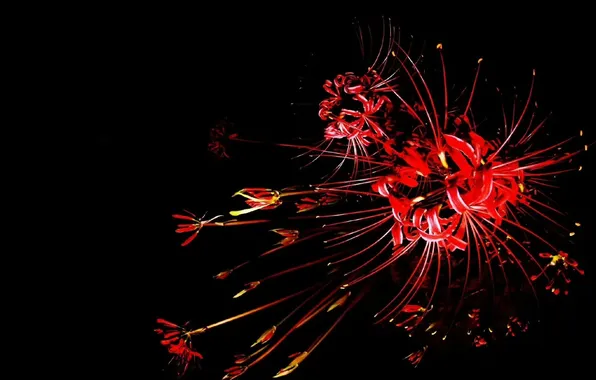 Lily, black background, red flowers