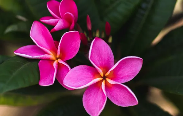 Picture nature, petals, plumeria