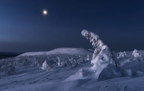 Picture winter, snow, trees, landscape, mountains, night, nature, the moon