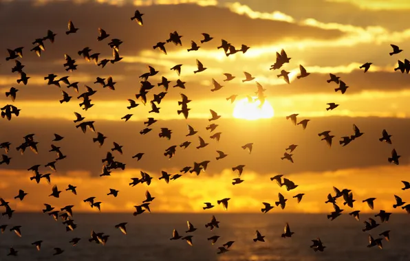 The sky, the sun, clouds, sunset, birds, pack, silhouette