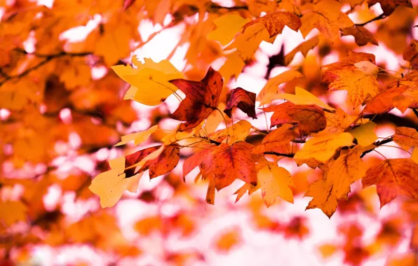 Autumn, leaves, branches, nature, background, tree, foliage, bright