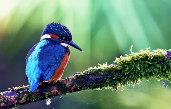 Bird, Alcedo atthis, kingfisher, Common Kingfisher