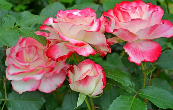 Leaves, macro, roses, petals, buds