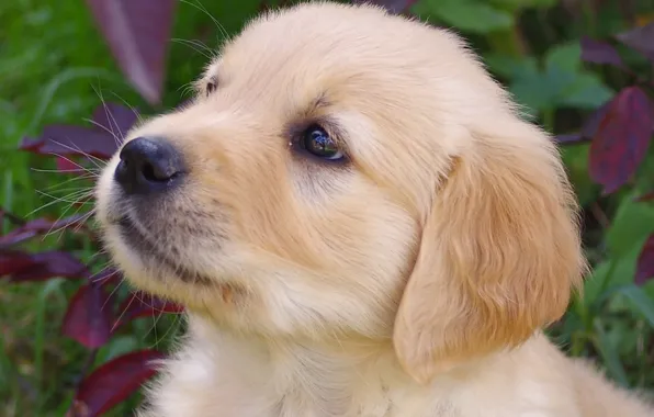 Picture baby, puppy, Retriever