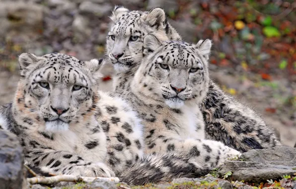 Picture animals, snow, wildlife, Snow Leopards