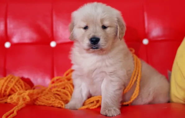 Red, sofa, Dog, puppy, thread, yarn, face sitting