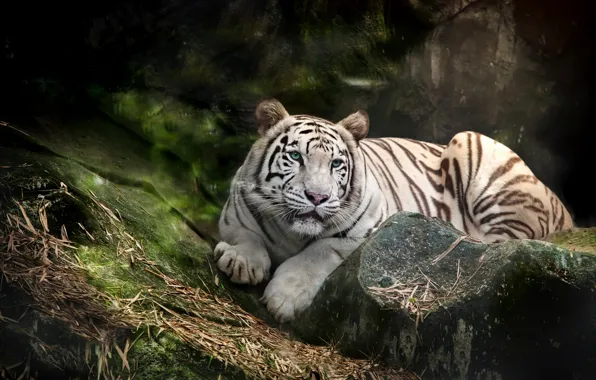 White, tiger, predator, blue-eyed