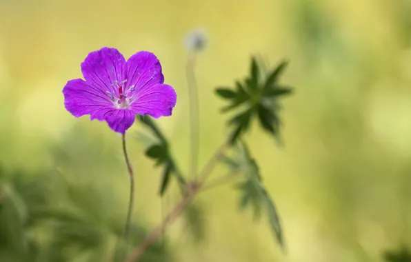 Flower, macro, background, green background