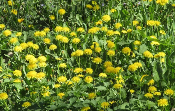 Meadow, dandelions, April, spring 2018, Meduzanol ©