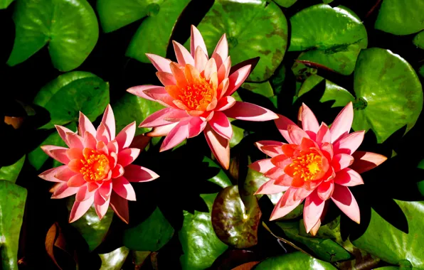 Picture leaves, trio, Water Lily, Nymphaeum