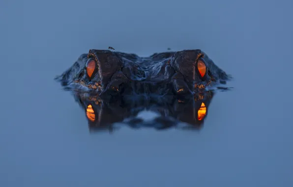 Picture eyes, water, night, alligator, reflection, alligator