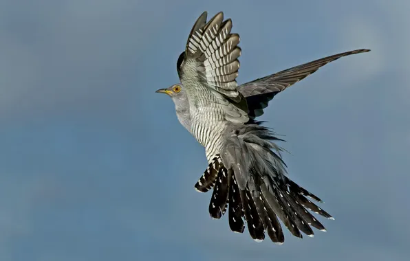 Picture flight, background, bird, cuckoo