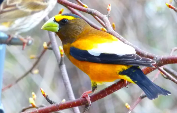 Green, forest, Canada, sky, nature, yellow, bird, beautiful