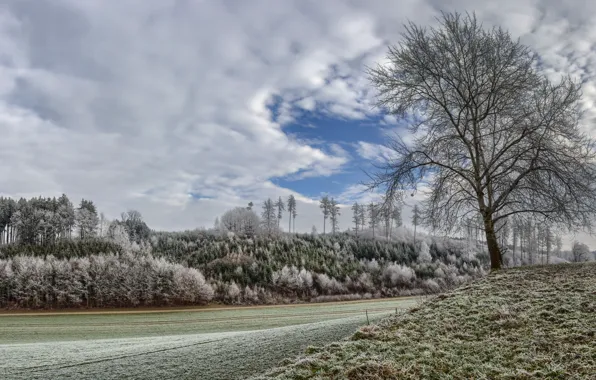 Frost, trees, nature