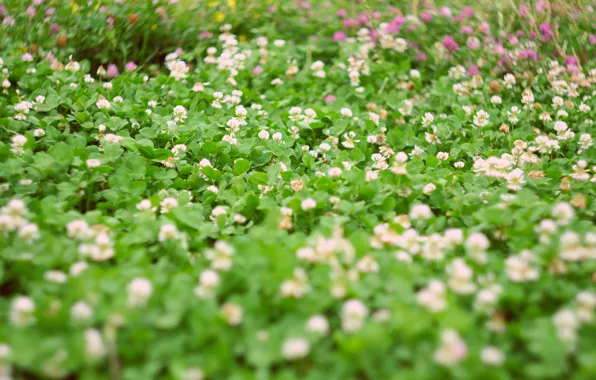 Greens, lawn, clover, bokeh