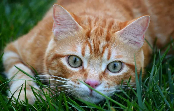 Cat, grass, cat, look, face, close-up, nature, pose