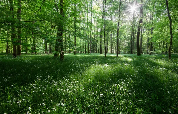 Forest, light, trees, flowers, nature