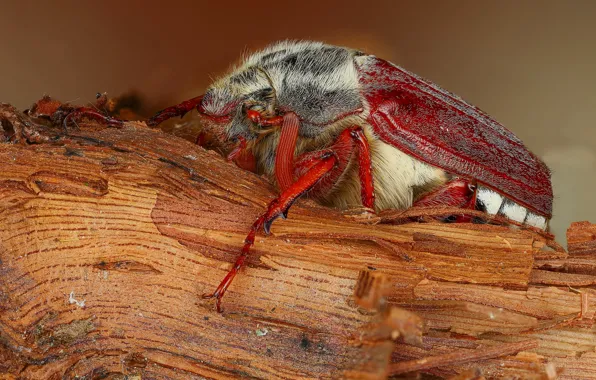 Macro, red, background, beetle, hairy, insect, bark, brown
