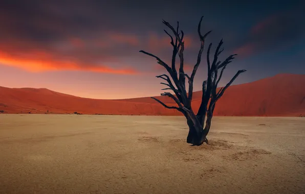 The sky, desert, drought, snag