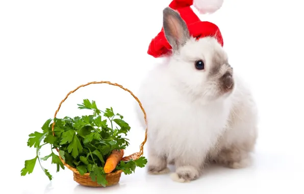 Basket, rabbit, New year, carrots