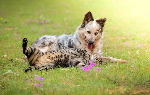 Field, cat, cat, flowers, dog, meadow, friends, dog