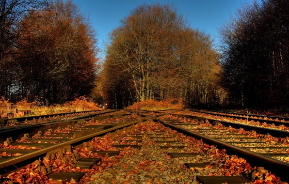Picture autumn, leaves, nature, railroad