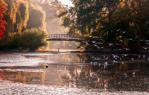 Autumn, light, trees, bridge, reflection, bird, shore, seagulls