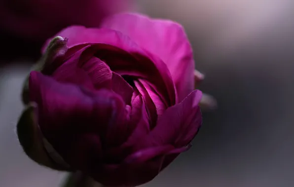 Macro, Bud, Buttercup, Ranunculus, Ranunculus