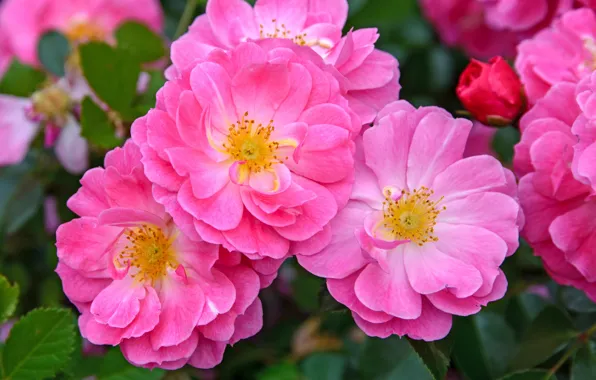 Picture flowers, roses, garden, pink, rosette, rose Bush