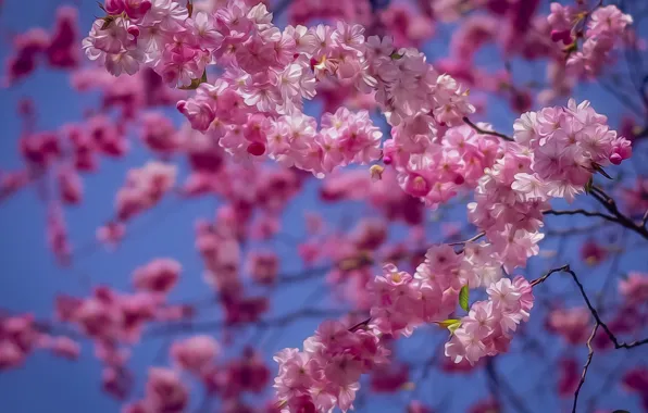 Branches, cherry, treatment, Sakura, flowering