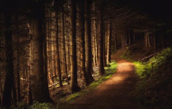 Forest, trail, Scotland, Scotland